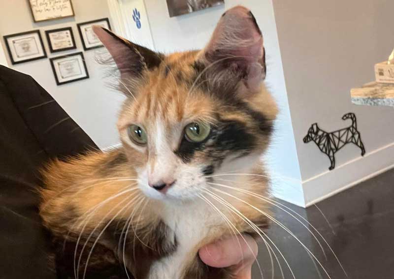 Carousel Slide 6: Cat veterinary exams