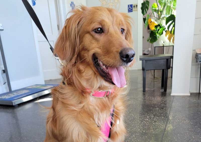 Carousel Slide 4: Dog veterinary care